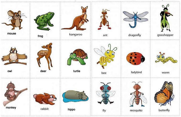 160 Nama Hewan dalam Bahasa Inggris (dari A-Z)